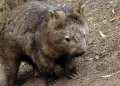 US Influencer Sparks Outrage for Taking Baby Wombat from Distressed Mother