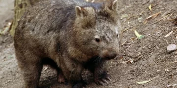 US Influencer Sparks Outrage for Taking Baby Wombat from Distressed Mother