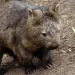 US Influencer Sparks Outrage for Taking Baby Wombat from Distressed Mother